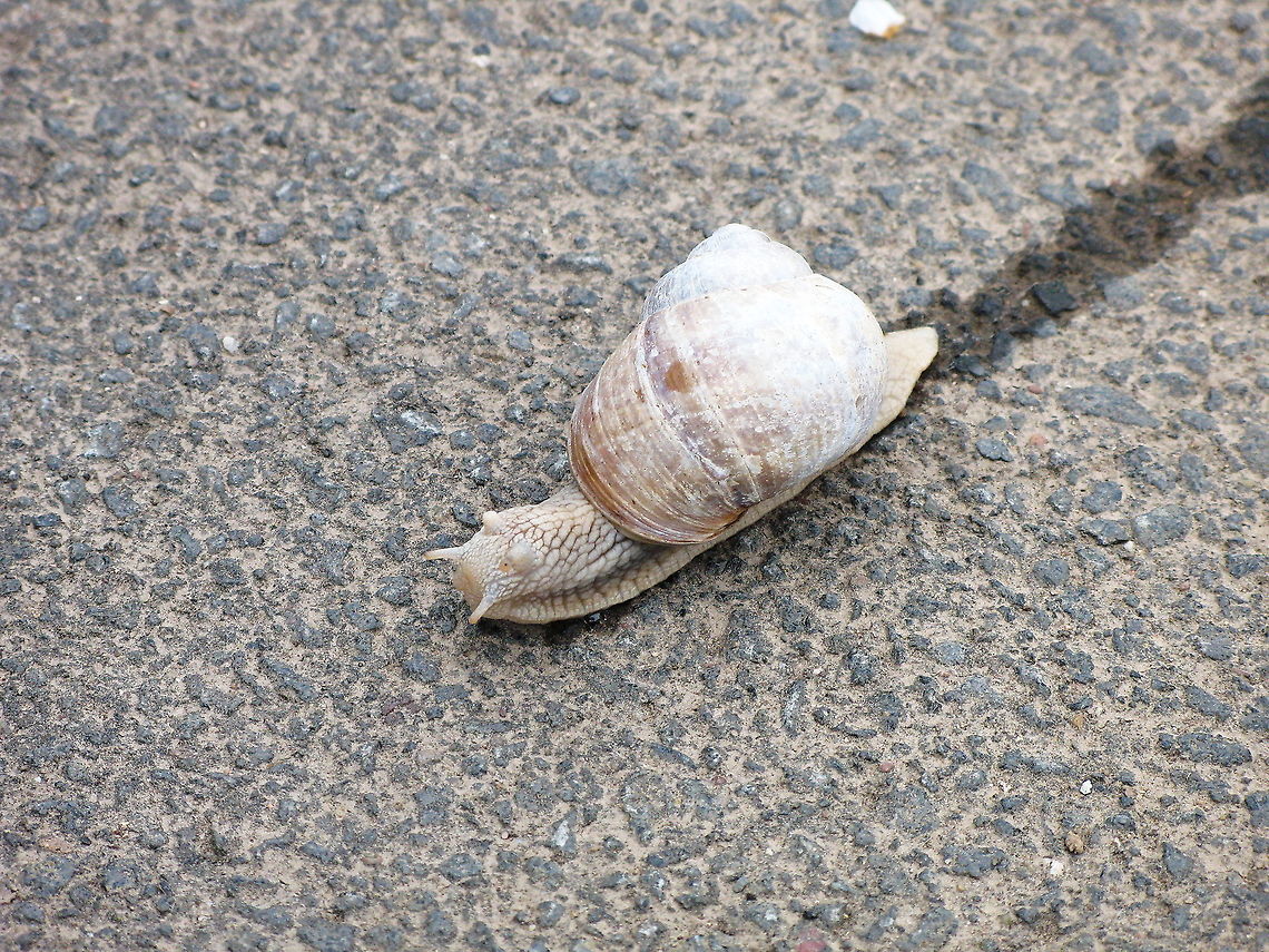 Escargot crossing This roman snail is crossing the street. Looks like a uncomfortable surface to me, but apparently he doesn&#039;t mind.<br />
These snakes are the biggest snakes in the northern europe and can reach an impressive age of 35 years. Geotagged,Germany,Helix pomatia,Roman snail,wijngaardslak