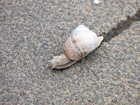 Escargot crossing This roman snail is crossing the street. Looks like a uncomfortable surface to me, but apparently he doesn't mind.
These snakes are the biggest snakes in the northern europe and can reach an impressive age of 35 years. Geotagged,Germany,Helix pomatia,Roman snail,wijngaardslak