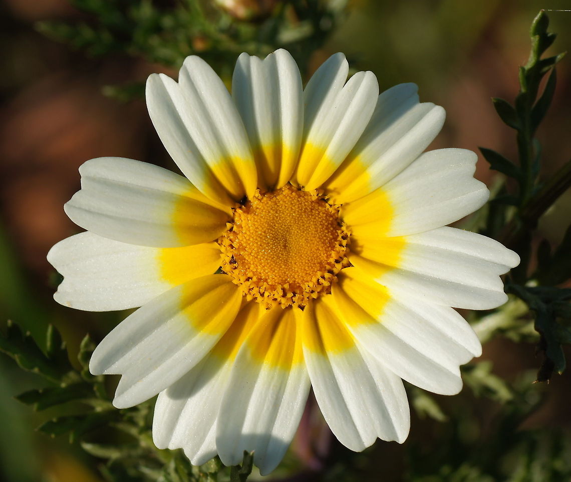 Garland chrysanthemum Somehow looking at this flower gives me the feeling the sun is shining in my room. Chrysanthemum coronarium,Garland Chrysanthemum,Garland chrysanthemum,Geotagged,Glebionis coronaria,Morocco