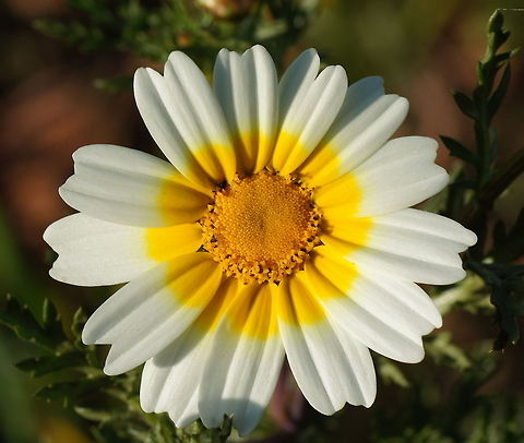 Garland chrysanthemum Somehow looking at this flower gives me the feeling the sun is shining in my room. Chrysanthemum coronarium,Garland Chrysanthemum,Garland chrysanthemum,Geotagged,Glebionis coronaria,Morocco