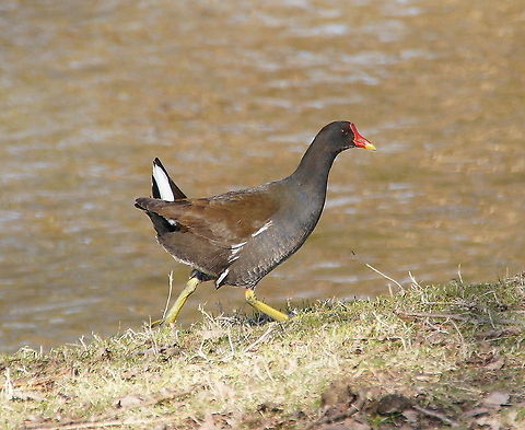 Moorhen walking They have got an funny way of walking because of their big feet. Common Moorhen,Flightless birds,Gallinula chloropus,Geotagged,The Netherlands