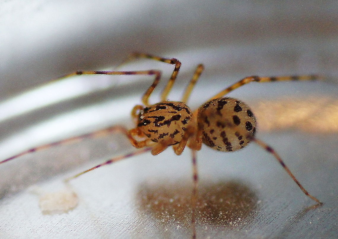 Tiger glue The 'spitting spider' catches prey in a very particular way. It hunts during night, when all insects are at rest. The spider sneaks very carefully towards its prey. When it is up close it stops and carefully measures the distance to its prey with one front leg without disturbing the insect. Then it spits two poisonous silk threads in a zigzag manner over the victim. The prey is immediately immobilized. When the prey is larger the spider spits several times. It is assumed the spider uses special long hearing hairs located at its legs to locate its prey. It is usefull because it also catches mosquito's.<br />
<br />
This is the only member of the Scythodes family living in The Netherlands. They only live inside houses. Geotagged,Getijgerde lijmspuiter,Macro,Scytodes thoracica,The Netherlands,spider