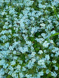 Forget-me-not Flower bed of Forget-me-not flowers. In dutch they are called 'vergeet-mij-nietjes'.

The myth is that in the middle agis a knight was walking along a river with his love of his life. While picking some flowers for her he fell in the river because of his heavy armament.
While drowning he threw the flowers at her and yelled "forget me not".
This flower is a sign of romance and tragedy and used to be worn by women as sign of commitment and endless love.
 Geotagged,Myosotis arvensis,The Netherlands