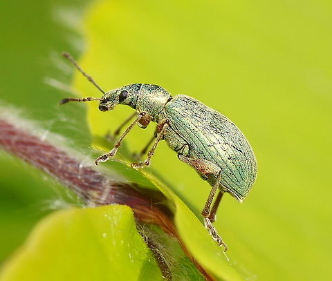 Green Weevil Some Phyllobius sp. Geotagged,Phyllobius,The Netherlands