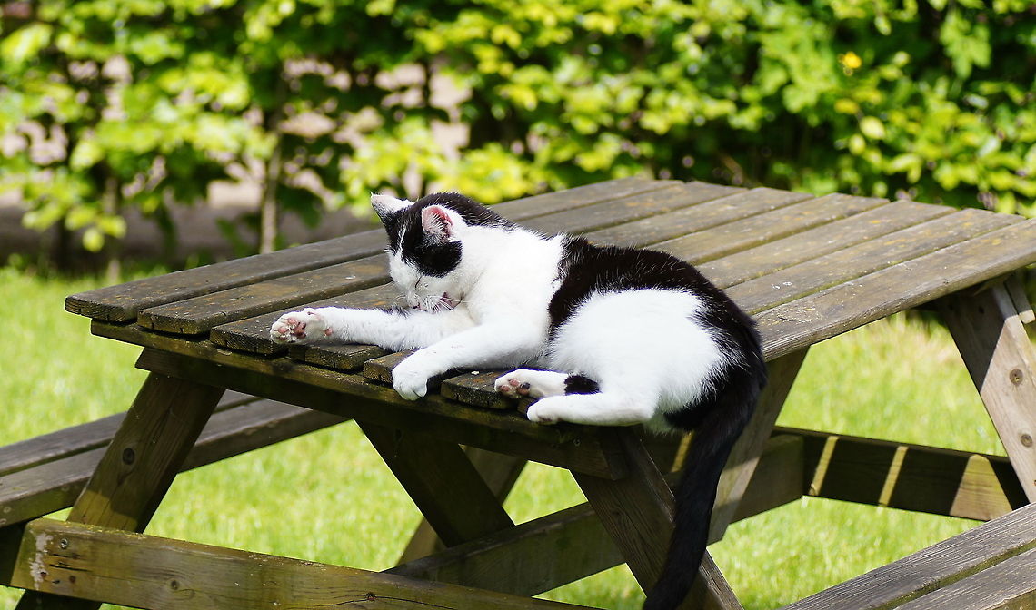 Time to relax  Domestic cat,Felis catus,Geotagged,The Netherlands