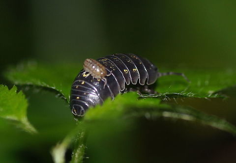 woodlouse Exact Id to be determinded Armadillidium vulgare,Austria,Geotagged,Summer