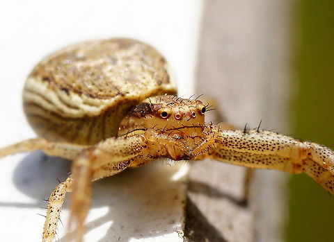 Forgot to shave... This crab spider was sitting on the nametag for a flower. I could rest my camera on a wall so I was able to keep the camera still and focus manually.

Wikipedia: https://en.wikipedia.org/wiki/Xysticus_ulmi Geotagged,The Netherlands,Xysticus ulmi,macro,moeraskrabspin,spider