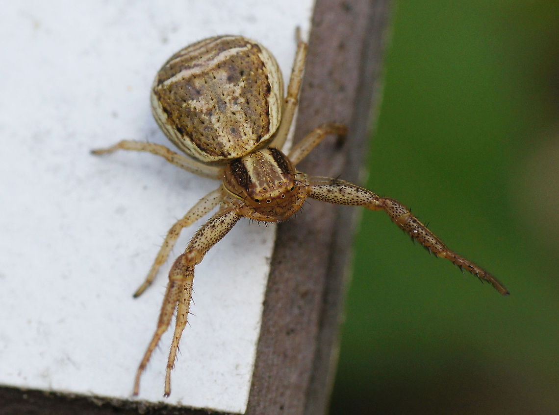 Swamp crab spider (Xysticus Ulmi) This crab spider was sitting on a flower nametag. These crab spiders are supposed to sit on the flowers, not the nametags... ;)<br />
<br />
Wikipedia: <a href="https://en.wikipedia.org/wiki/Xysticus_ulmi" rel="nofollow">https://en.wikipedia.org/wiki/Xysticus_ulmi</a> Geotagged,The Netherlands,Xysticus ulmi,macro,moeraskrabspin,spider