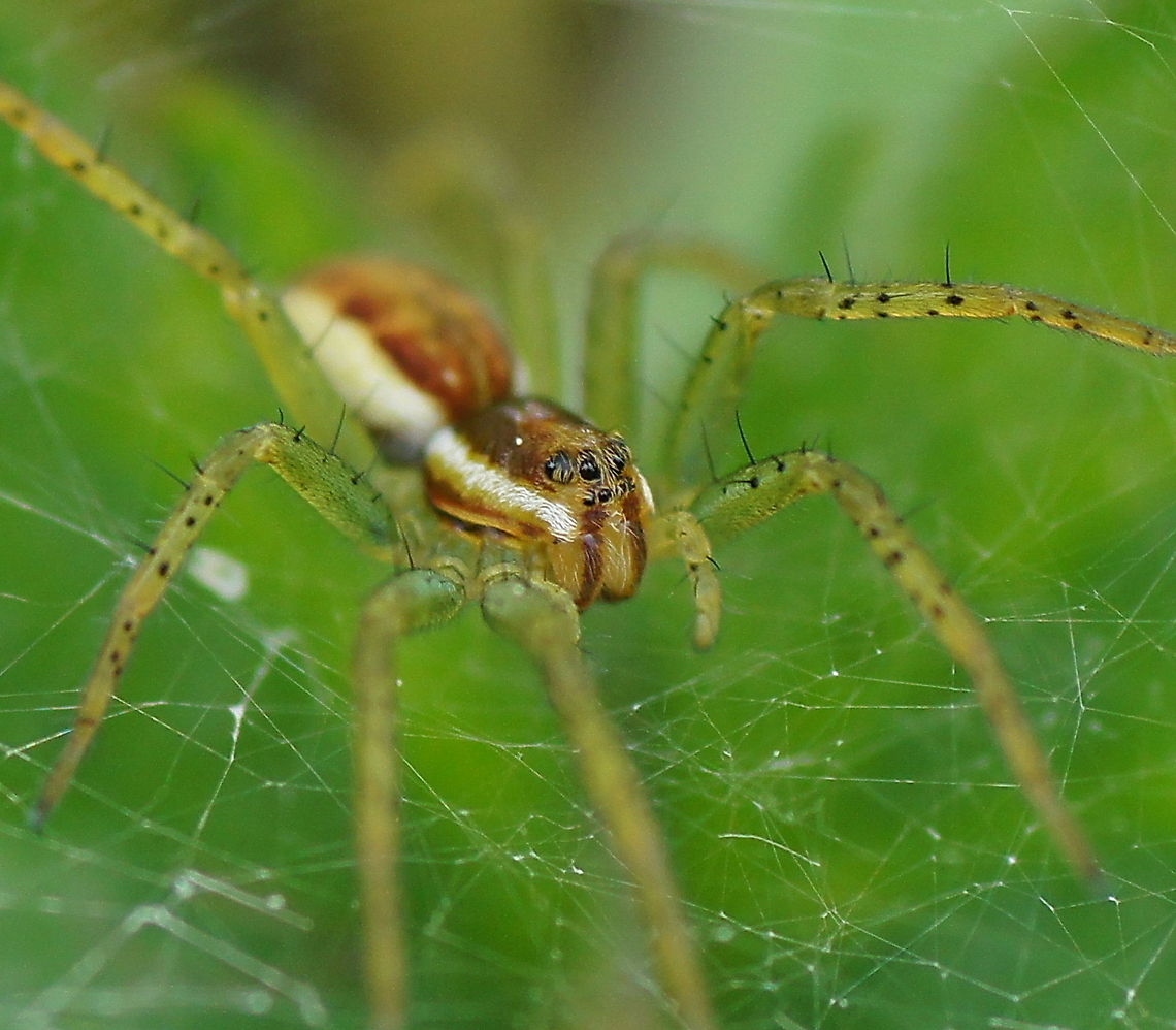 Raft spider (Dolomedes fimbriatus) Raft spider (Dolomedes fimbriatus) <br />
Dutch: Gerande oeverspin Dolomedes fimbriatus,Geotagged,Gerande oeverspin,Raft spider,The Netherlands,macro,spider