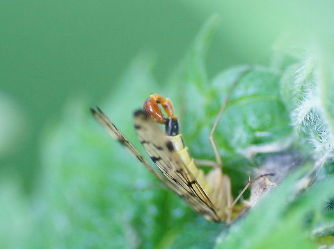 Scorpion fly (Panorpa germanica) This is the tail the scorpion fly gets his name for. It is not used for stinging but used in mating. The females do not have the scorpion like tail. While mating the females drink nutritious saliva from the males. The males have developed enlarged salivary glands so they can mate longer. The mating can be seen on the 'paarung' vide in the video section.
This saliva drinking behavior earned the scorpion fly the #4 place in the 'Times Top 10 weird mating rituals'.

In Dutch: Duitse schorpioenvlieg Duitse schorpioenvlieg,Geotagged,German Scorpionfly,Mecoptera,Panorpa,Panorpa germanica,Panorpidae,The Netherlands