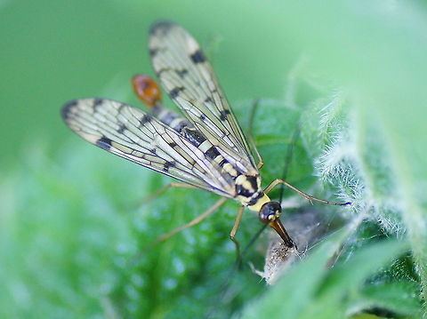Scorpion fly (Panorpa germanica) The scorpion fly is working here on some sort of webbing. I don't know if he is nursing his eggs or that he is pouching eggs from some other insect.

This is a male scorpion fly, the female doe not have the scorpion like tail. While mating the females drink nutritious saliva from the males. The males have developed enlarged salivary glands so they can mate longer. The mating can be seen on the 'paarung' vide in the video section.
This saliva drinking behavior earned the scorpion fly the #4 place in the 'Times Top 10 weird mating rituals'.

In Dutch: Gewone schorpioenvlieg Duitse Schorpioenvlieg,Geotagged,German Scorpionfly,Panorpa,Panorpa germanica,The Netherlands