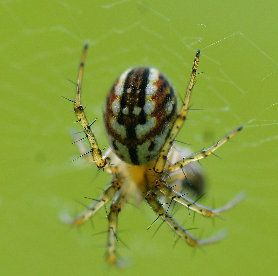 Ovata spider dutch name is: Gewone Tandkaak Enoplognatha ovata,Geotagged,The Netherlands