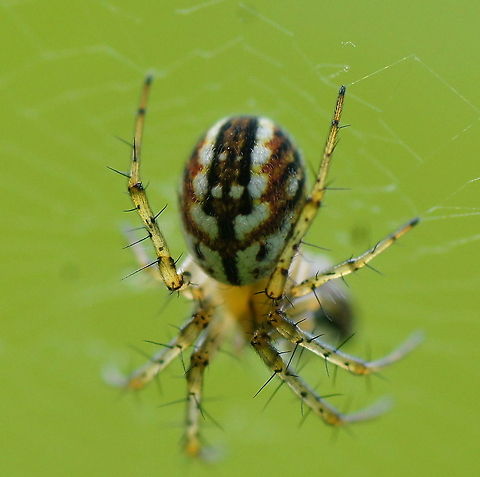Ovata spider dutch name is: Gewone Tandkaak Enoplognatha ovata,Geotagged,The Netherlands