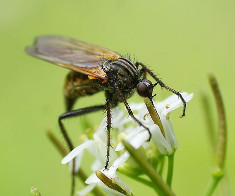 Dance fly (Empis tessellata) Dutch name: Grote Dansvlieg Empis tessellata,Geotagged,The Netherlands