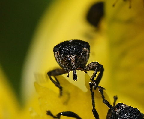 Lissnuitkever (Mononychus punctum-album) I think these beetles have a kind of 'cool' look on them.
There where a few of them and they where all running and mating on a yellow iris (Iris pseudacorus)

The beetle itself only has a dutch wiki page. Geotagged,Iris weevil,Lissnuitkever,Macro,Mononychus,Mononychus punctum-album,Mononychus punctumalbum,The Netherlands