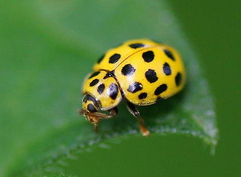 Citrus ladybug Dutch name: Citroenlieveheersbeestje Citroenlieveheersbeestje,Geotagged,Psyllobora vigintiduopunctata,The Netherlands,macro