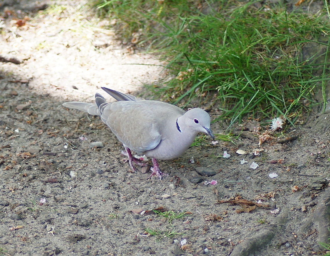 Collared Dove (Streptopelia decaocto)  Belgium,Eurasian Collared Dove,Geotagged,Streptopelia decaocto