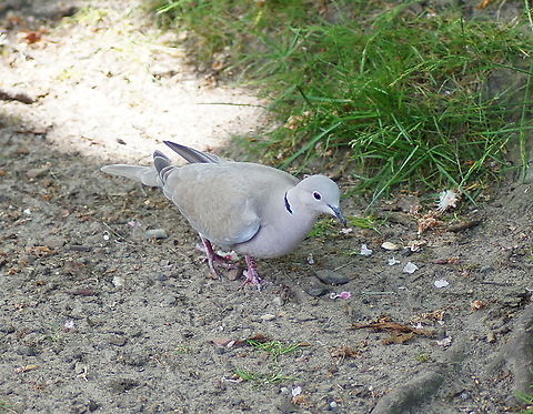 Collared Dove (Streptopelia decaocto)  Belgium,Eurasian Collared Dove,Geotagged,Streptopelia decaocto