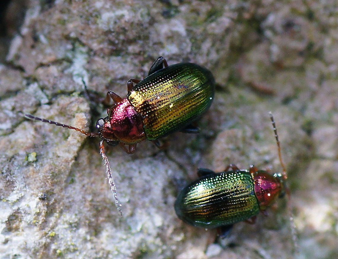 Leaf beetle (Chrysomelidae) I am impressed in how they keep their shields so clean that it keeps shining.<br />
<br />
Dutch: Bladhaantje Chrysomelidae,Crepidodera aurata,Geotagged,Leaf beetle,The Netherlands