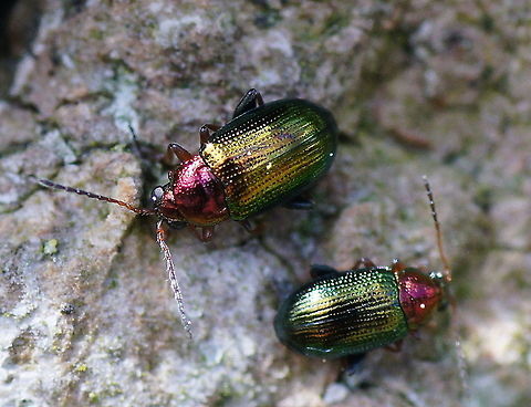 Leaf beetle (Chrysomelidae) I am impressed in how they keep their shields so clean that it keeps shining.

Dutch: Bladhaantje Chrysomelidae,Crepidodera aurata,Geotagged,Leaf beetle,The Netherlands