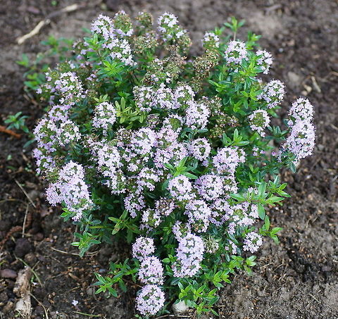 Summer Savory (Satureja hortensis L.) Dutch name: Bonenkruid Geotagged,Satureja hortensis,Summer savory,The Netherlands