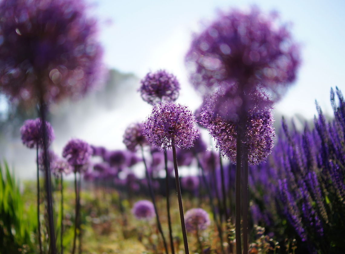 Purple union These are flowering unions at the &#039;floraplein&#039; roundabout in Eindhoven. The white background is spray from the fountain in the center of the roundabout. Allium aflatunense,Geotagged,The Netherlands,flower,union