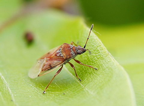 Birch Catkin Bug The Birch Catkin Bug, reaching a length of some 5 mm only, is a rather colourful representative of this family. Blowing up the picture will show you a curious species, for the wings appear to have been made out of glass. You can look through them, revealing more parts of the body than one usually can see in bugs. The species is very fond of birches and may appear in vast numbers.

(No wiki, text from gardensafari.net/en_picpages/kleidocerys_resedae.htm) Birch catkin bug,Geotagged,Kleidocerys resedae,The Netherlands,kleidocerys resedae