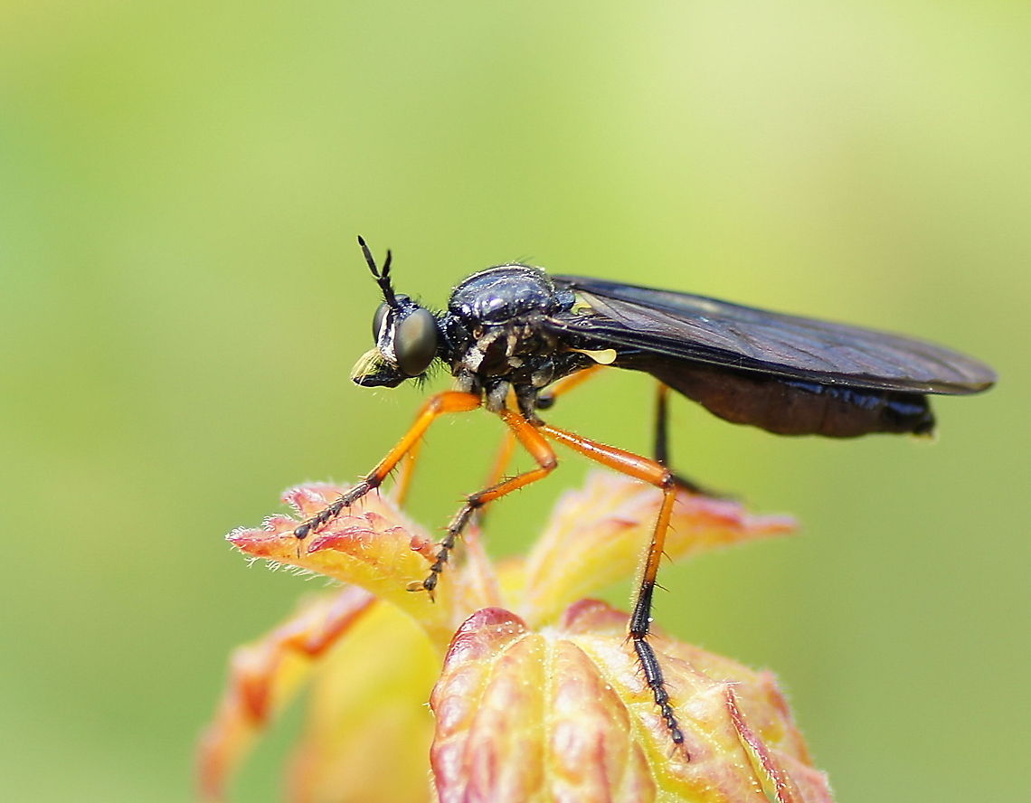 Small leafrobber The shape of this robber fly looks more like a wasp. I think it is shaped nicely.<br />
<br />
I am always impressed by the ability of robber flies to catch insects in flight. For me this means their insect senses are less crude then I expected. Although I am sure nature has found some very simple logic which yields good results like 'fly towards the buzzing sound'.<br />
<br />
Dutch name: Kleine Bladrover (Dioctria hyalipennis)<br />
no wiki Dioctria hyalipennis,Geotagged,Kleine Bladrover,The Netherlands
