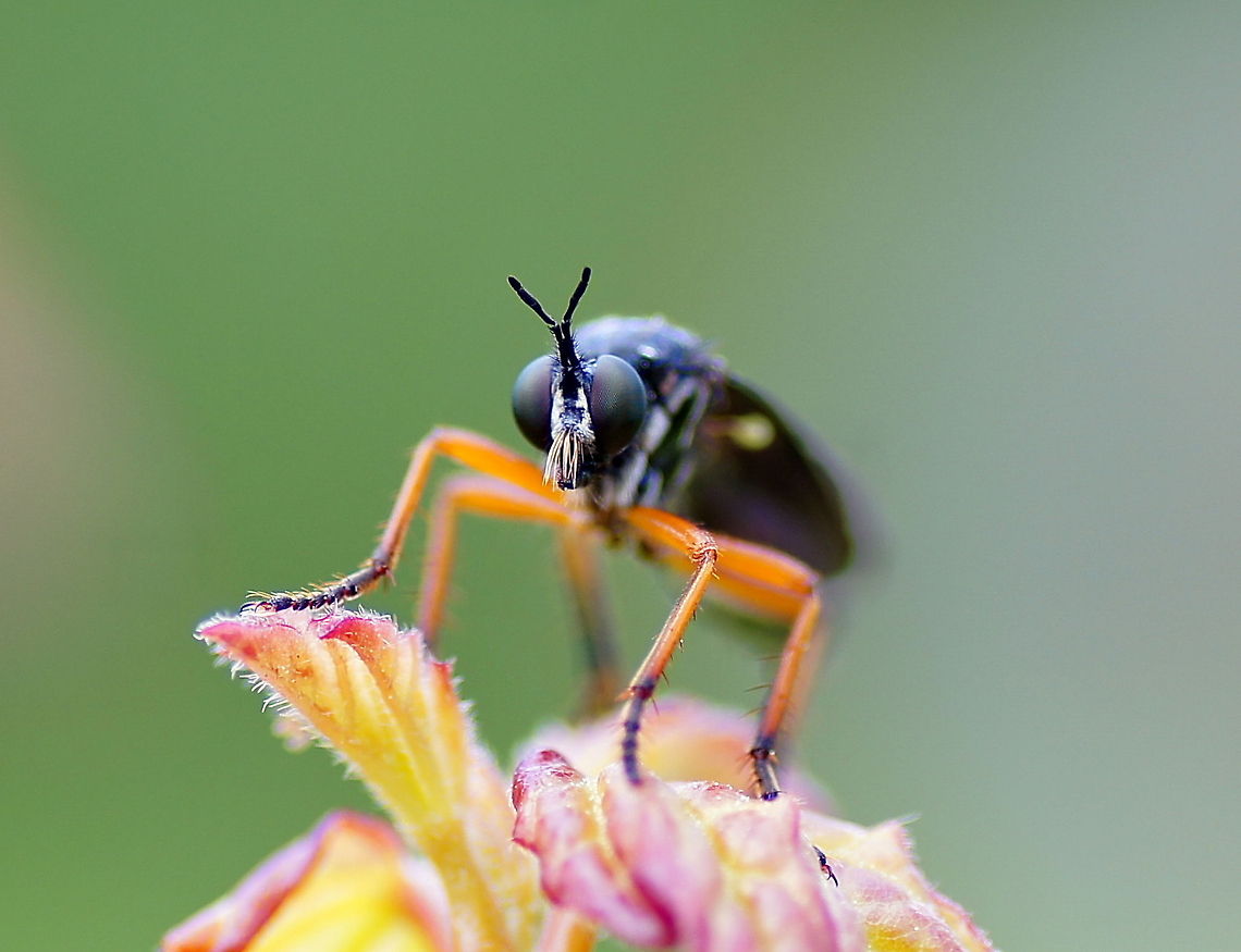 I'll kill you Sitting on top a branch looking for the next kill. I am always impressed by the ability of robber flies to catch insects in flight. For me this means their insect senses are less crude then I expected. Although I am sure nature has found some very simple logic which yields good results like 'fly towards the buzzing sound'.<br />
<br />
Dutch name: Kleine Bladrover (Dioctria hyalipennis)<br />
no wiki Dioctria hyalipennis,Geotagged,Kleine Bladrover,The Netherlands