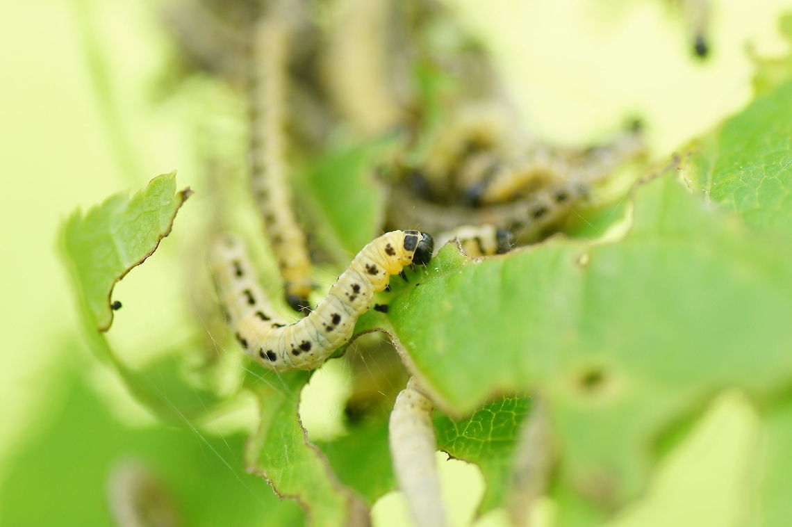 Orchard Ermine (Yponomeuta padella) These caterpillars are from the satin moth. <br />
There are many similar species and each one has its own tree. I forget to notice the tree they where sitting on so it might also me one of the others.<br />
<br />
Dutch name: meidoornstippelmot Geotagged,Orchard Ermine,The Netherlands,Yponomeuta padella