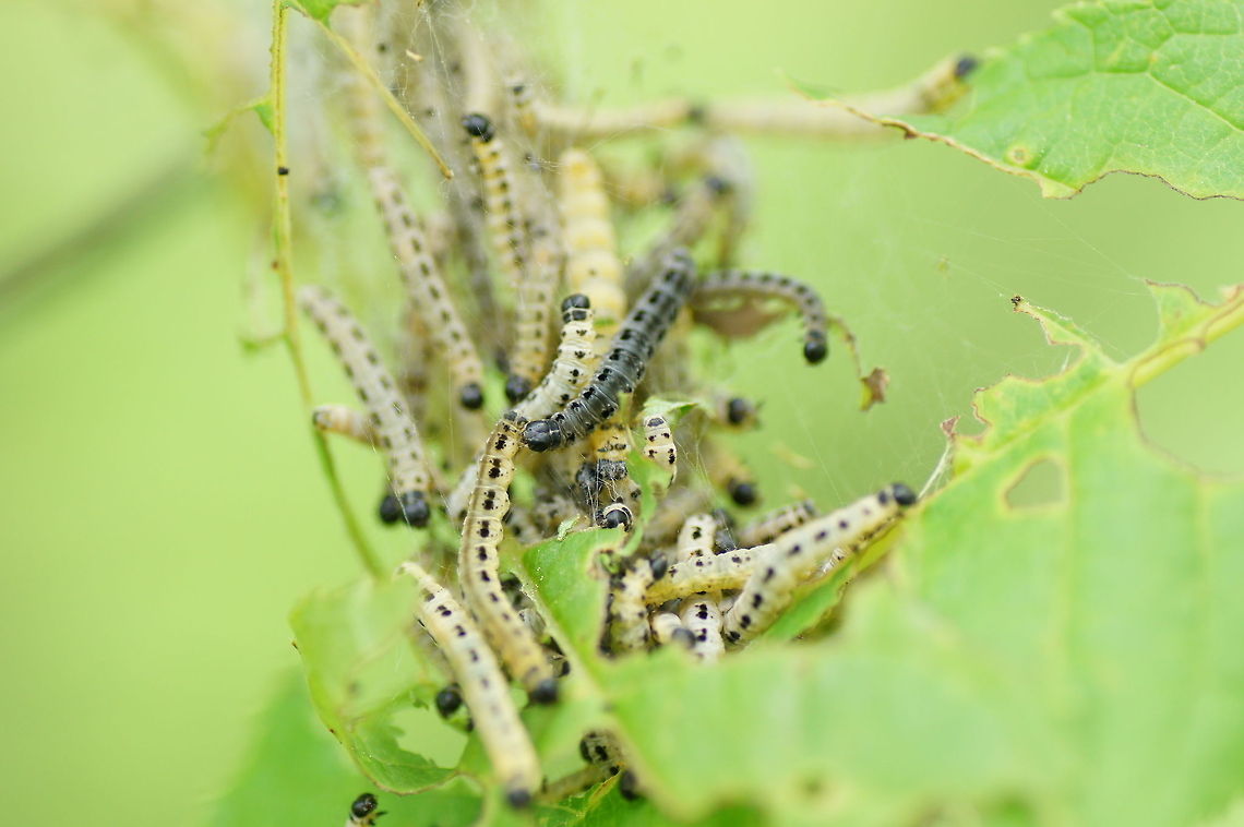 Orchard Ermine (Yponomeuta padella) These caterpillars are from the satin moth. <br />
There are many similar species and each one has its own tree. I forgot to notice the tree they where sitting on so it might also be one of the other species.<br />
<br />
Dutch name: meidoornstippelmot Geotagged,Orchard Ermine,The Netherlands,Yponomeuta padella