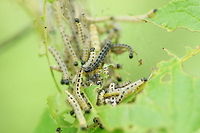 Orchard Ermine (Yponomeuta padella) These caterpillars are from the satin moth. <br />
There are many similar species and each one has its own tree. I forgot to notice the tree they where sitting on so it might also be one of the other species.<br />
<br />
Dutch name: meidoornstippelmot Geotagged,Orchard Ermine,The Netherlands,Yponomeuta padella
