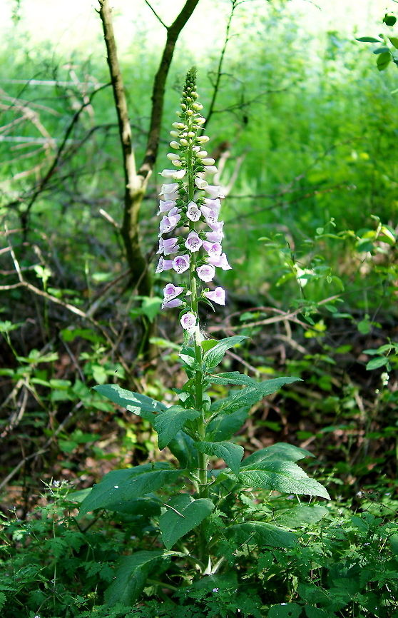 Foxglove (Digitalis purpurea) Dutch name: vingerhoedskruid Digitalis purpurea,Geotagged,The Netherlands