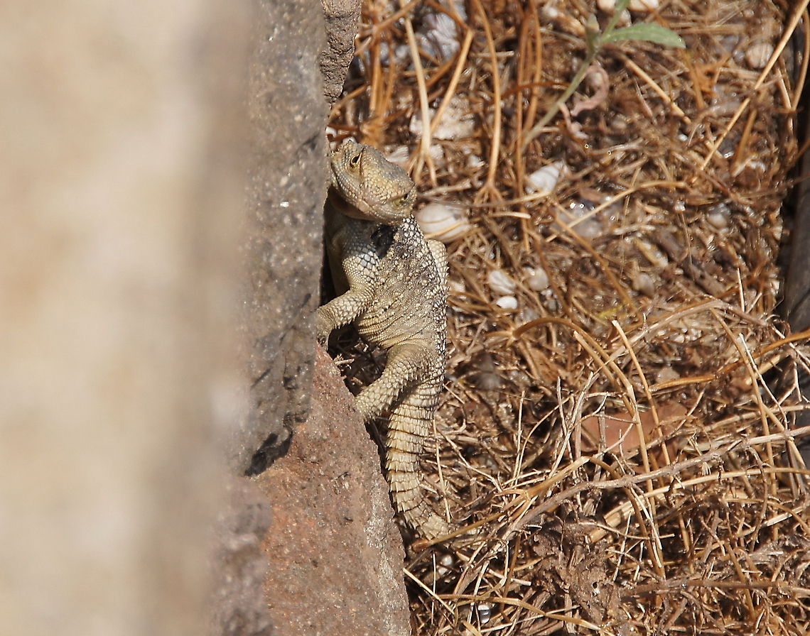 Hardun Agama  Agama Stellio,Closeup,Geotagged,Hardun Agama,Laudakia Stellio,Laudakia stellio,Reptiles,Reptilia,Stellion,Turkey,Turkey (country),agama
