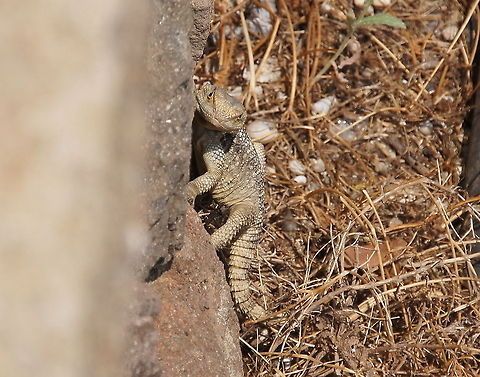Hardun Agama  Agama Stellio,Closeup,Geotagged,Hardun Agama,Laudakia Stellio,Laudakia stellio,Reptiles,Reptilia,Stellion,Turkey,Turkey (country),agama