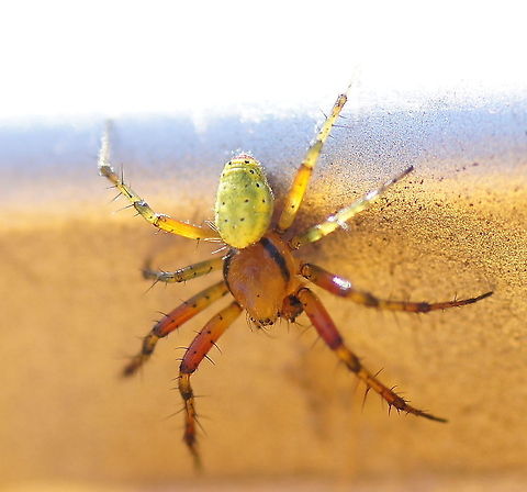 Cucumber green spider This cucumber spider is sitting on my car. At this moment he is checking my licence plate ;)
Luckily I had my camera with me so I could take a picture of it.
According to the dutch wikipedia this is one of the most common spiders in europe, but I have never seen one before.  Araniella cucurbitina,Cucumber green spider,Geotagged,The Netherlands
