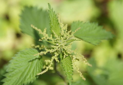 Stinging nettle (Urtica dioica)  Geotagged,Stinging nettle,The Netherlands,Urtica dioica