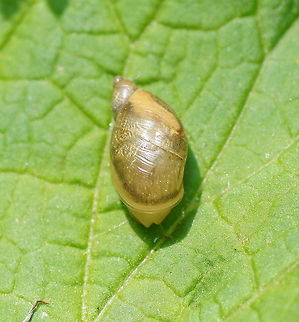 Amber snail It is clear why this snail is called the amber snail, it looks like it's house is made out of amber.

Dutch name: Barnsteenslak Geotagged,Snail,Succinea putris,The Netherlands