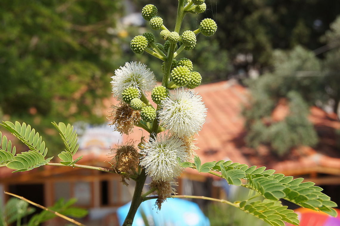Acacia angustissima (Prairie acacia) <br />
 Acacia angustissima,Geotagged,Turkey
