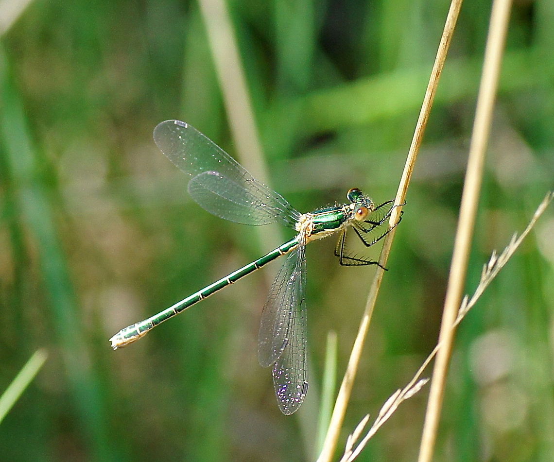 Willow Emerald Damselfly This damselfly really had a beautiful metallic green color with a splendid shine, more then I was able to picture with my camera. I would like my car to have such a color!<br />
Special about this specie of damselfly is that it keeps it's wings spreaded while damselflies normally keep the folded.<br />
Some of them where mating with blue damselflies, I wonder what the resulting color will be ;)<br />
<br />
Dutch name: Houtpantserjuffer Chalcolestes viridis,Geotagged,The Netherlands