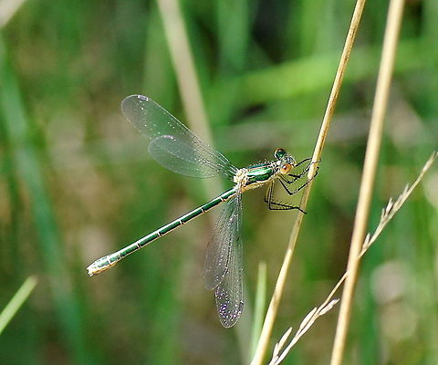 Willow Emerald Damselfly This damselfly really had a beautiful metallic green color with a splendid shine, more then I was able to picture with my camera. I would like my car to have such a color!
Special about this specie of damselfly is that it keeps it's wings spreaded while damselflies normally keep the folded.
Some of them where mating with blue damselflies, I wonder what the resulting color will be ;)

Dutch name: Houtpantserjuffer Chalcolestes viridis,Geotagged,The Netherlands