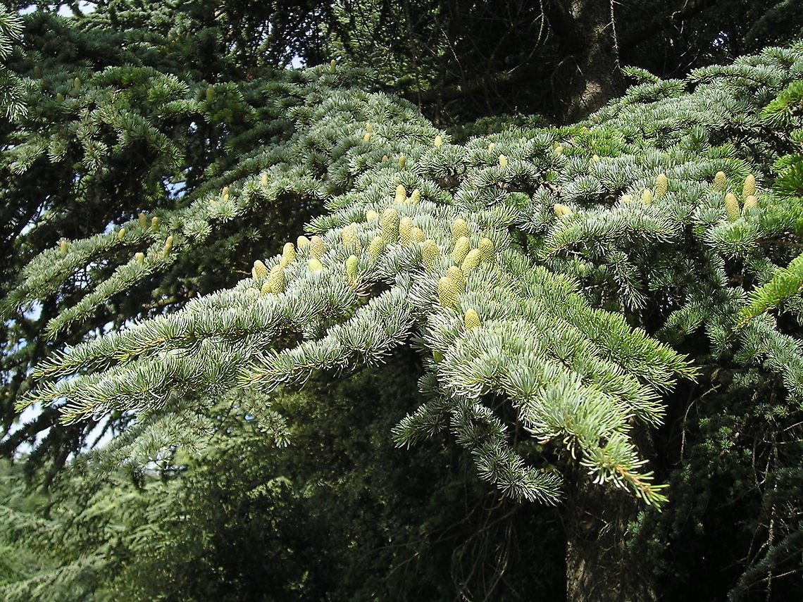 Atlantic White cedar This an atlantic cedar in the &#039;For&ecirc;t des c&egrave;dres&#039; (Cedar Forest) in France.<br />
This stand was planted from 1861 through seeds collected in the Algerian Atlas mountains (species Cedrus atlantica). The first trees begin breeding around 1920. Ten years later it was noted 60 acres. To date, the cedar form a massive 250 hectares. Atlantic White cedar,Chamaecyparis thyoides,France,Geotagged,cedar,tree