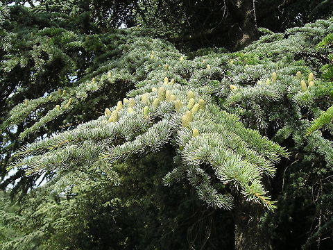 Atlantic White cedar This an atlantic cedar in the 'Forêt des cèdres' (Cedar Forest) in France.
This stand was planted from 1861 through seeds collected in the Algerian Atlas mountains (species Cedrus atlantica). The first trees begin breeding around 1920. Ten years later it was noted 60 acres. To date, the cedar form a massive 250 hectares. Atlantic White cedar,Chamaecyparis thyoides,France,Geotagged,cedar,tree