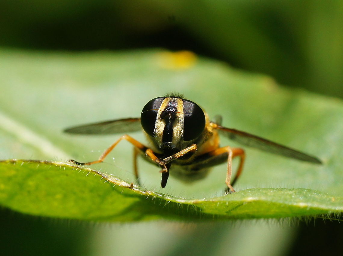Dangling sun-lover cleaning up It&#039;s Linnaeus name means &quot;dangling sun-lover&quot; (Helophilus=sun lover and pendulus=dangling)<br />
Dutch name: Pendelzweefvlieg Geotagged,Helophilus pendulus,The Netherlands