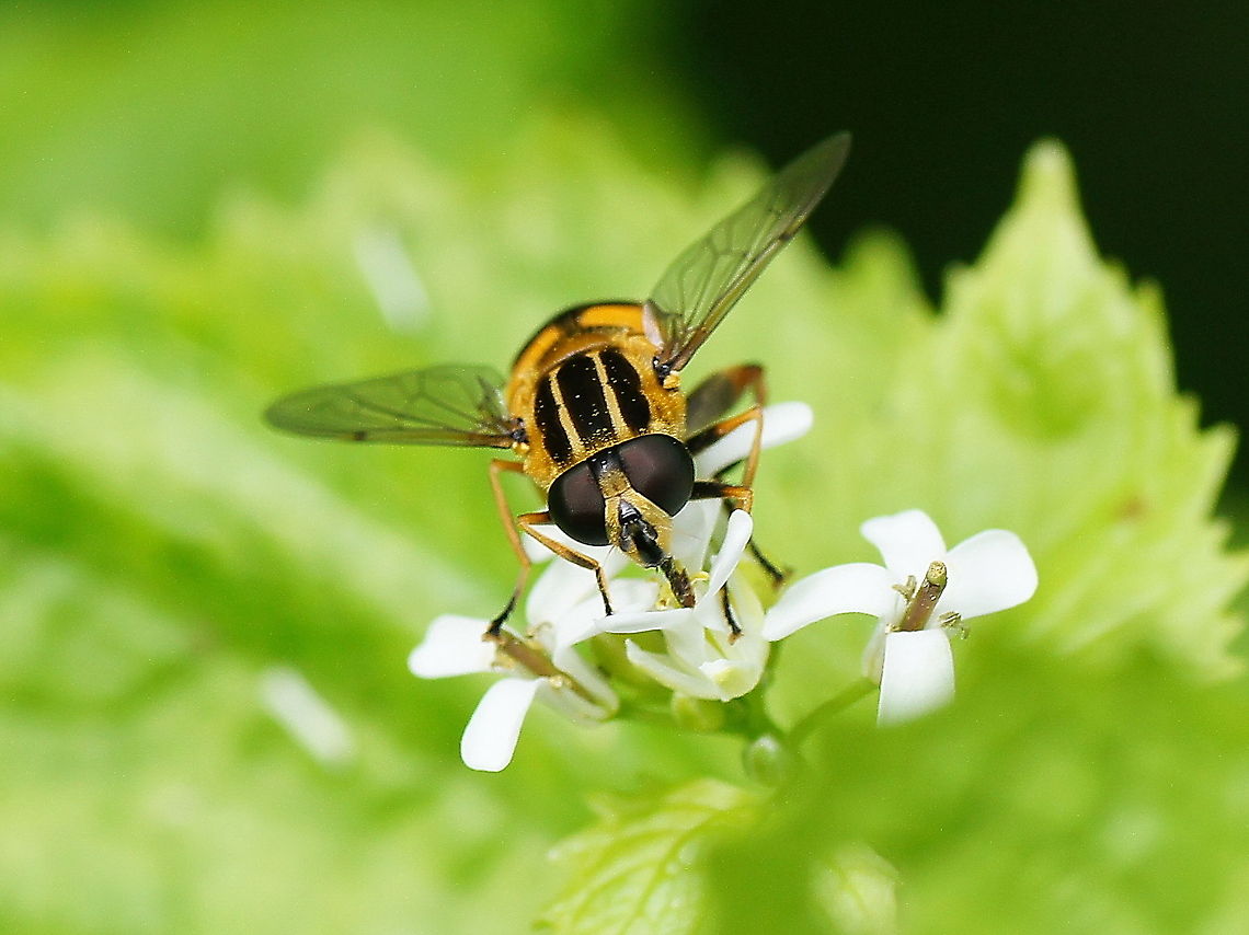 Dangling sun-lover on flower It&#039;s Linnaeus name means &quot;dangling sun-lover&quot; (Helophilus=sun lover and pendulus=dangling)<br />
Dutch name: Pendelzweefvlieg Geotagged,Helophilus pendulus,The Netherlands
