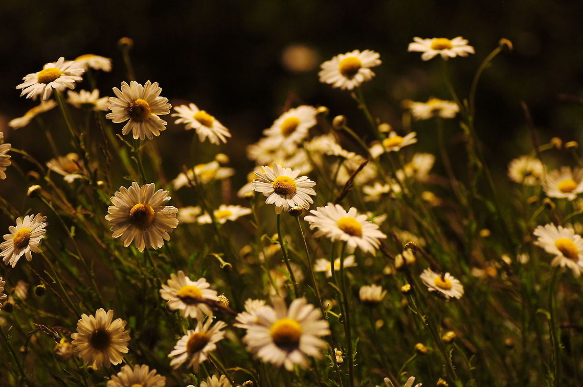 Night Tea This picture is taken at night and the camomile plant is only lighted by street lights.<br />
Because camomile is also used in tea I have called the picture &#039;Night Tea&#039; ;) Geotagged,Matricaria chamomilla,The Netherlands