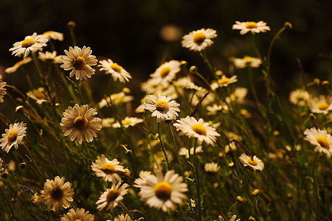 Night Tea This picture is taken at night and the camomile plant is only lighted by street lights.
Because camomile is also used in tea I have called the picture 'Night Tea' ;) Geotagged,Matricaria chamomilla,The Netherlands