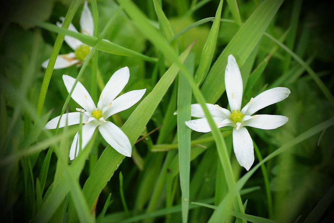 Star of Bethlehem Dutch name: Gewone vogelmelk Geotagged,Ornithogalum umbellatum,Star of Bethlehem,The Netherlands,vogelmelk