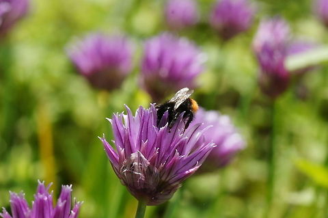 Red-tailed bumblebee Dutch name: Steenhommel (Bombus lapidarius) Bombus lapidarius,Geotagged,The Netherlands