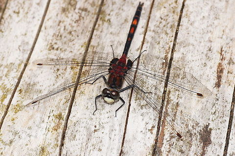 White-faced Darter Dutch name: Venwitsnuitlibel Geotagged,Leucorrhinia dubia,The Netherlands,White-faced Darter,venwitsnuitlibel